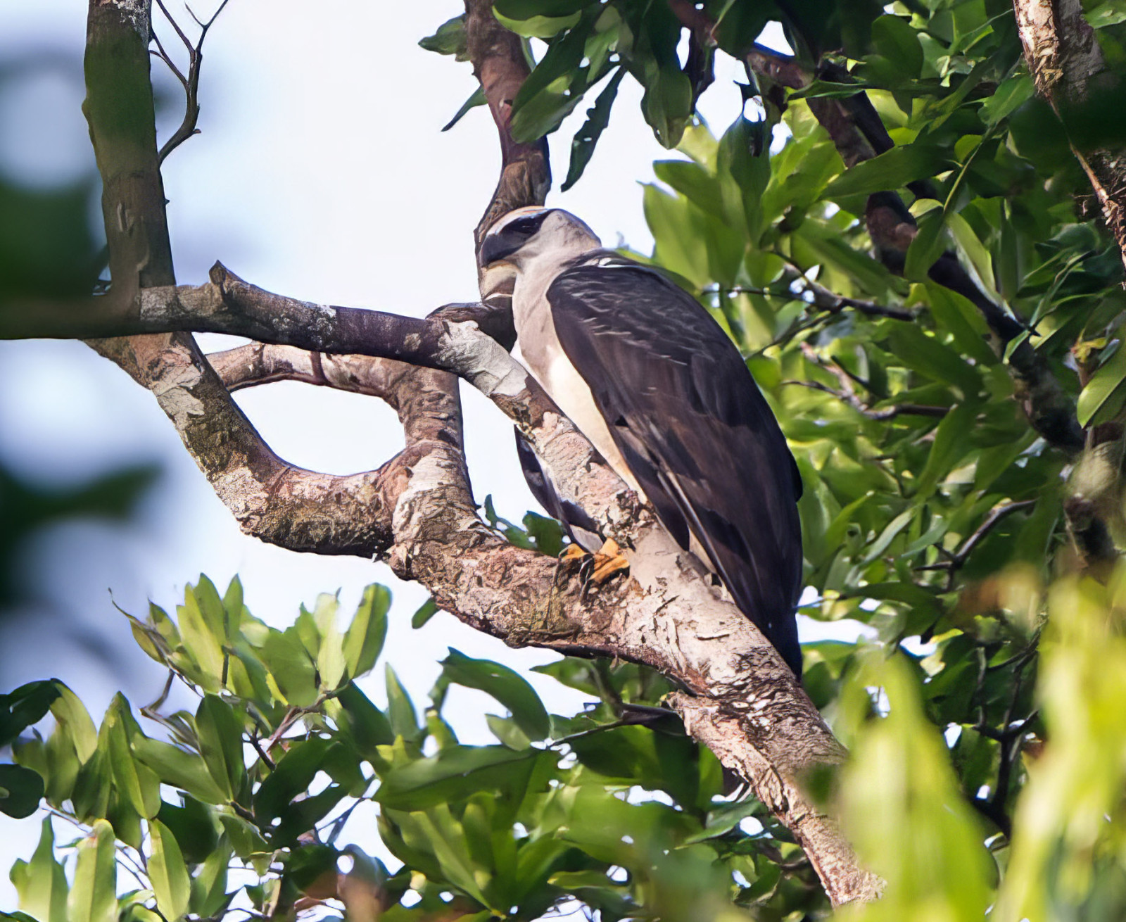 image Crested Eagle